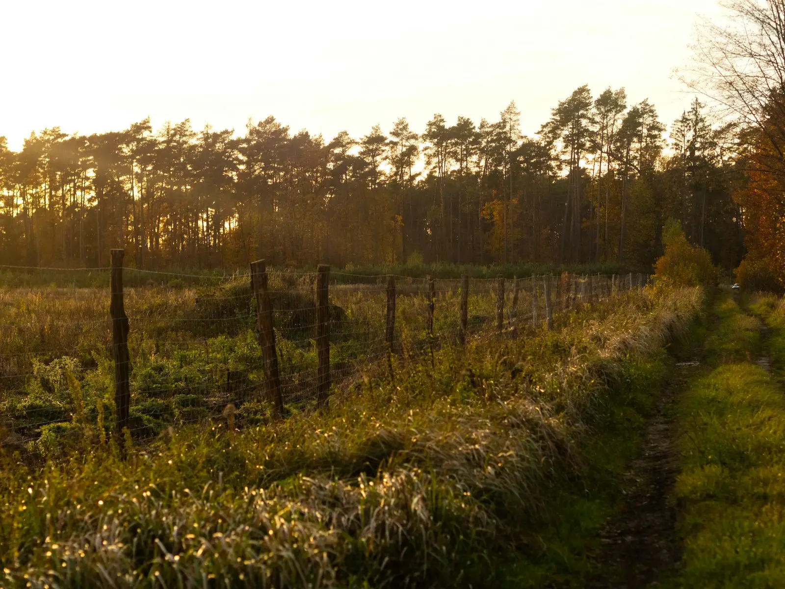 dlf-photo-1761755348584-2398b1051b9c Rural path alongside a weathered fence at sunset on family land