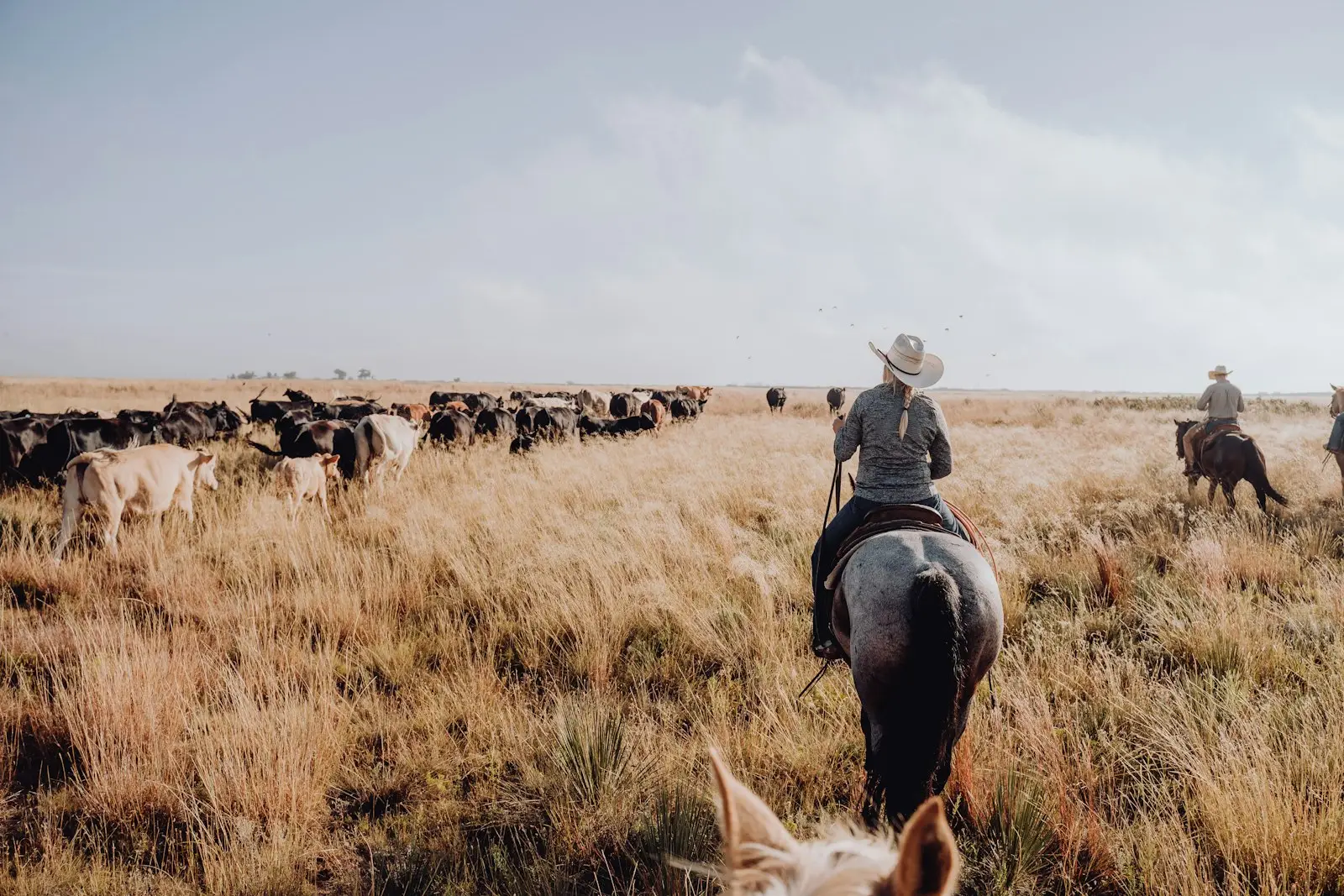 dlf-photo-1650397306390-86caaefce1a3 Texas ranch land with cattle, representing family mineral and royalty ownership